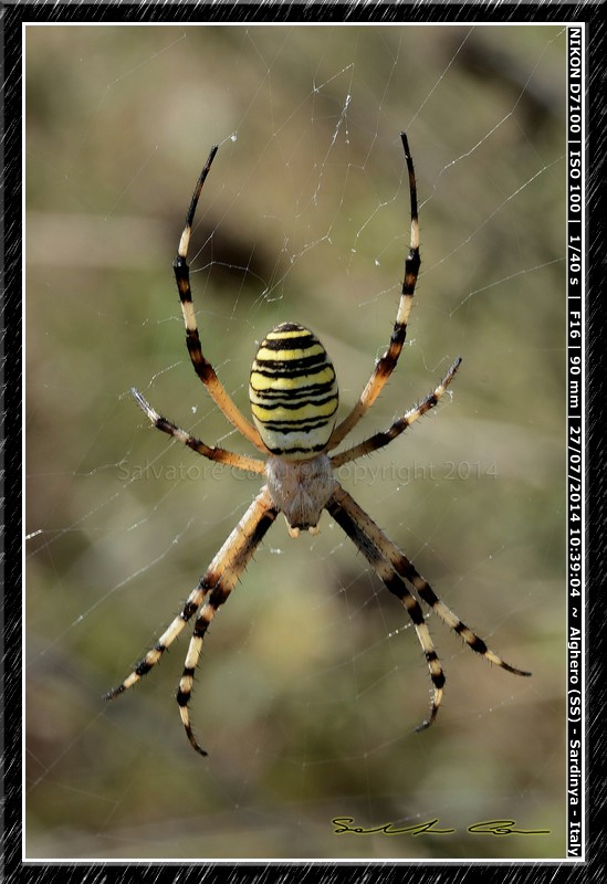 Argiope bruennichi